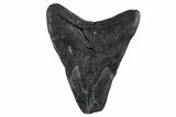Bargain, Fossil Megalodon Tooth - Georgia #338745-1